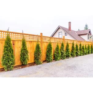 Fencing and Trellis
